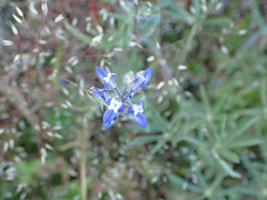Lupinus bicolor