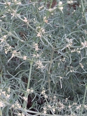 Salsola oppositifolia