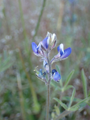 Lupinus bicolor