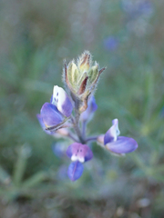 Lupinus bicolor