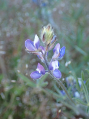 Lupinus bicolor