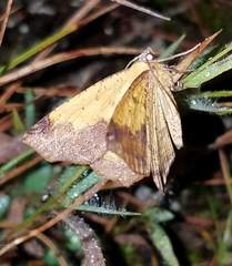Antepione thisoaria