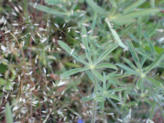 Lupinus bicolor