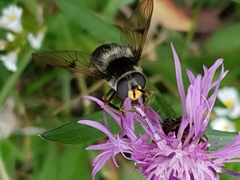 Eriozona syrphoides