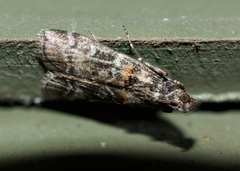 Acrobasis tricolorella