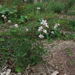 Oenothera lindheimeri