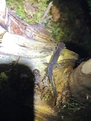 Plethodon montanus
