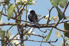 Molothrus bonariensis