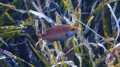 Symphodus mediterraneus