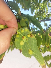 Pachypsylla