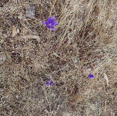 Brodiaea elegans elegans