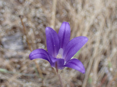 Brodiaea elegans elegans