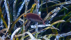 Symphodus mediterraneus