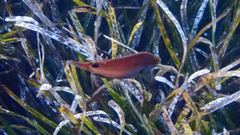 Symphodus mediterraneus
