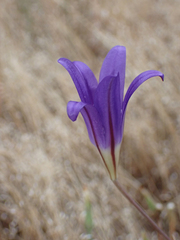 Brodiaea elegans elegans