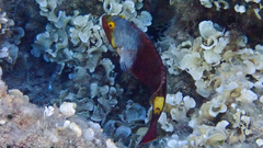 Sparisoma cretense