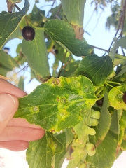 Pachypsylla