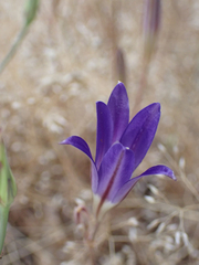 Brodiaea elegans elegans