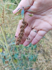 Leonurus quinquelobatus