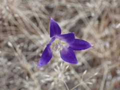Brodiaea elegans elegans