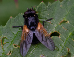 Mesembrina meridiana