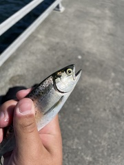 Oncorhynchus tshawytscha