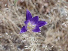 Brodiaea elegans elegans