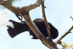 Molothrus bonariensis