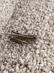 Melanoplus bivittatus