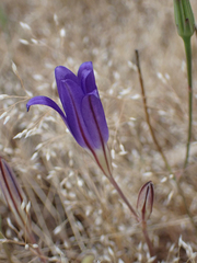 Brodiaea elegans elegans