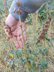 Leonurus quinquelobatus