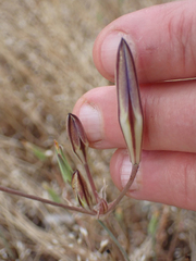 Brodiaea elegans elegans