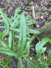 Quercus phellos