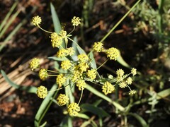 Bupleurum americanum