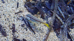 Mullus barbatus