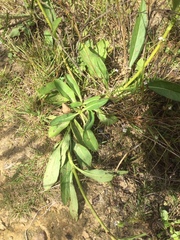 Scabiosa columbaria