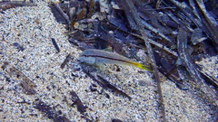 Mullus barbatus