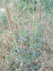 Leonurus quinquelobatus