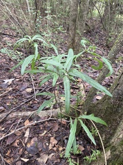 Quercus phellos