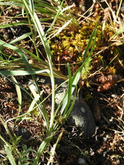 Bupleurum americanum