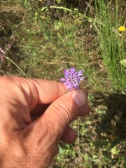 Scabiosa columbaria