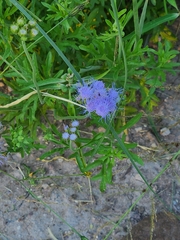 Conoclinium dissectum