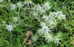 Eryngium heterophyllum