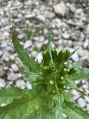 Erechtites hieraciifolius