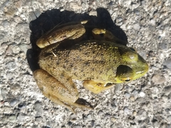 Lithobates