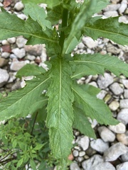Erechtites hieraciifolius