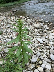Erechtites hieraciifolius