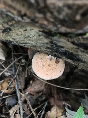 Rhodotus palmatus