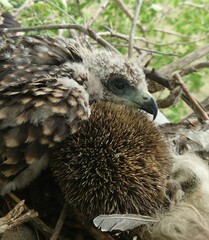 Mesechinus dauuricus