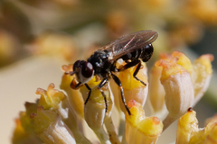 Thecophora